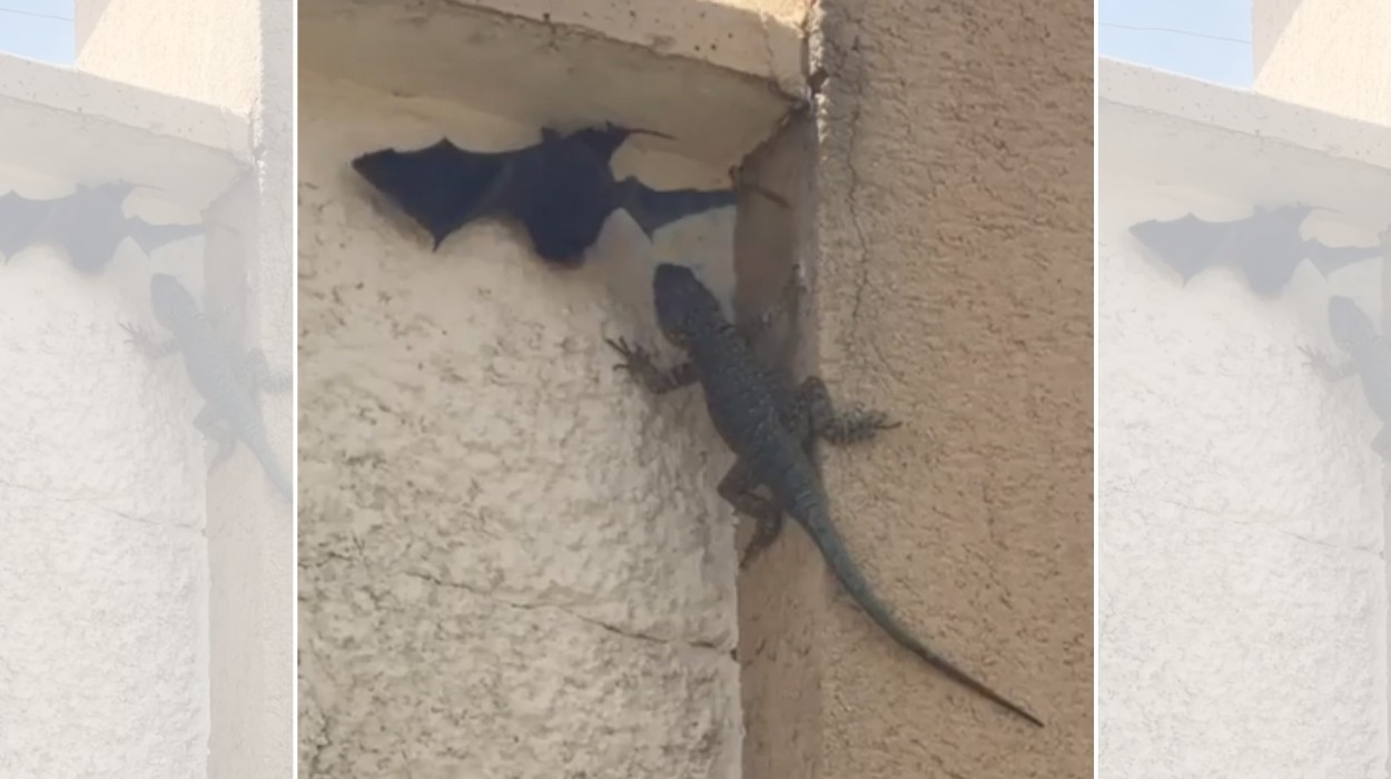 Lagarto é flagrado atancando e mordendo morcego no interior de SP
