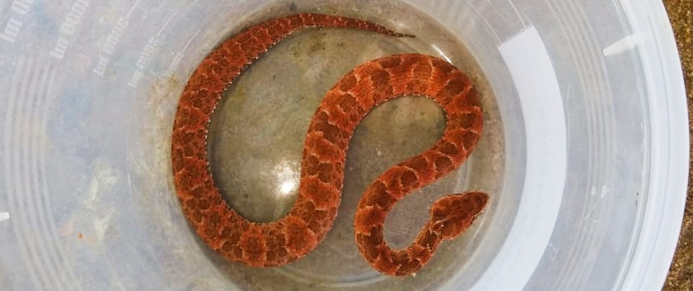 Por ser peçonhenta, a jararaca é a serpente que mais causa acidentes no Brasil. — Foto: Polícia Militar/ Divulgação