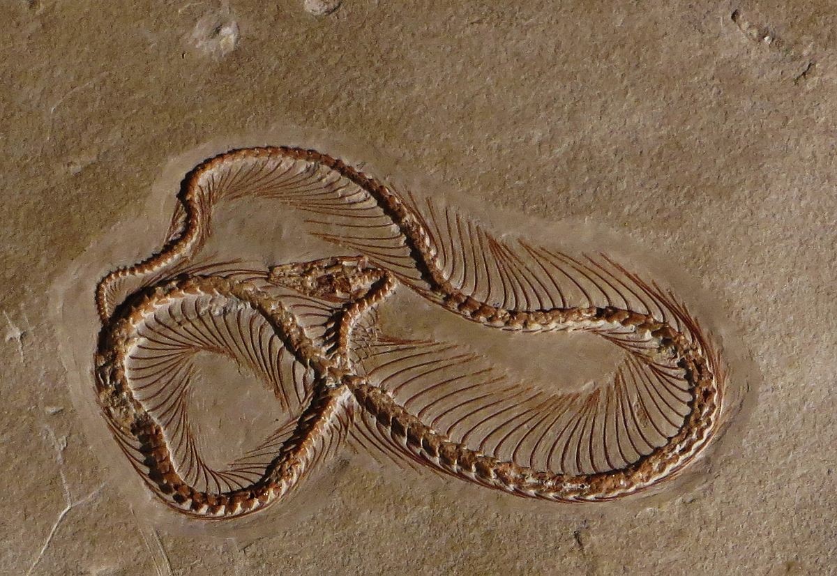 Serpentes com patas? Conheça o passado oculto desses répteis