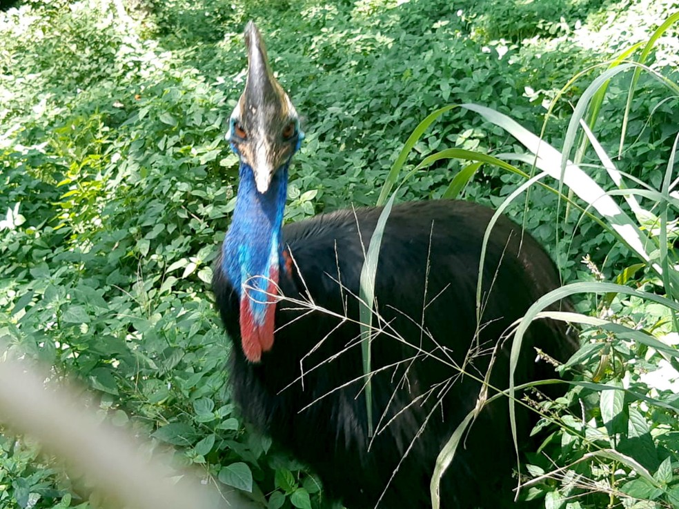 Zoo de Bauru consegue reproduzir espécie de ave gigante da Oceania ameaçada de extinção, casuar — Foto: Zoológico de Bauru/Divulgação
