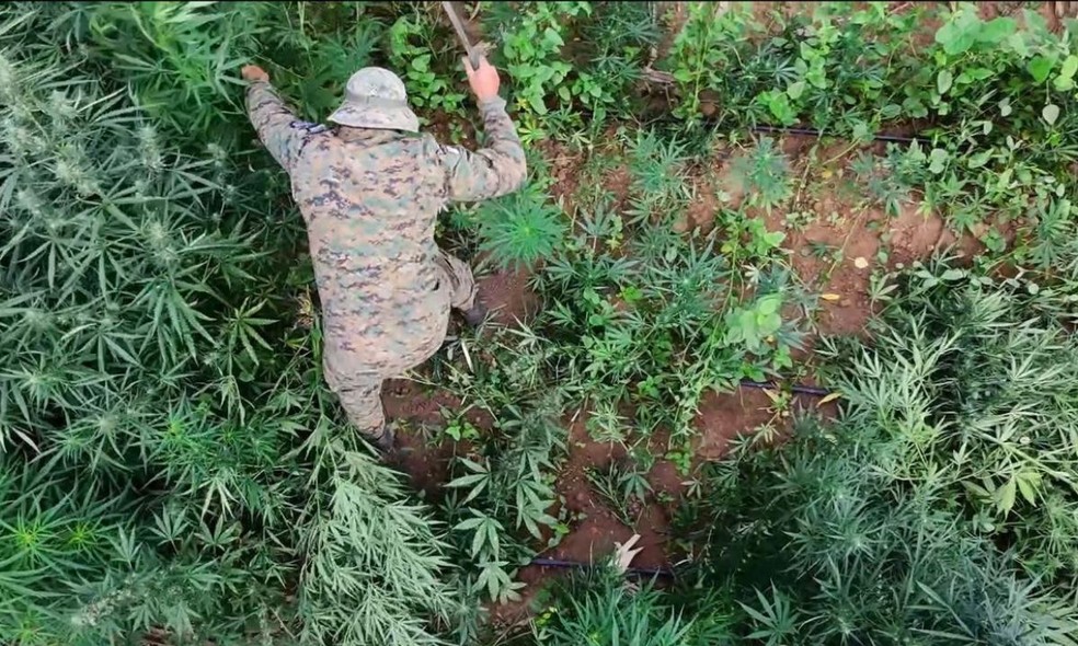 Mais de 200 mil pés de maconha são destruídos em área rural de cidade da Bahia — Foto: Cipe Semiárido