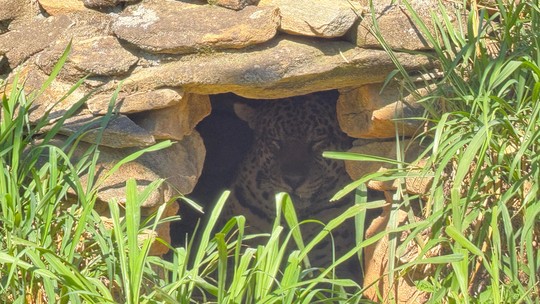 Onça-pintada suspeita de matar caseiro ganha nome e se adapta bem ao novo lar - Foto: (Acervo Instituto Ampara Animal)