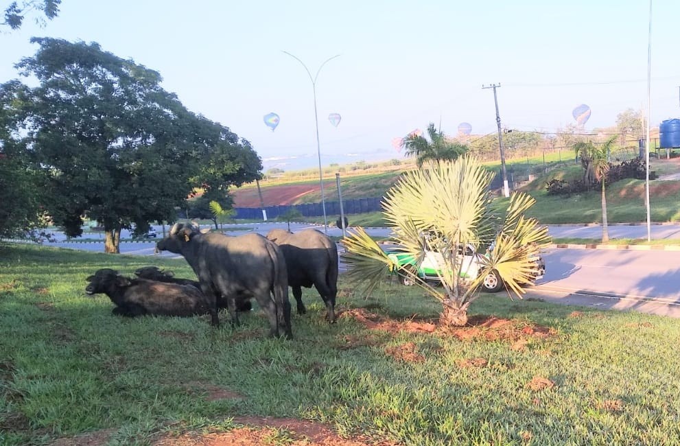 Prefeitura tenta identificar dono de búfalo que provocou acidente grave em Boituva; outros quatro animais foram resgatados