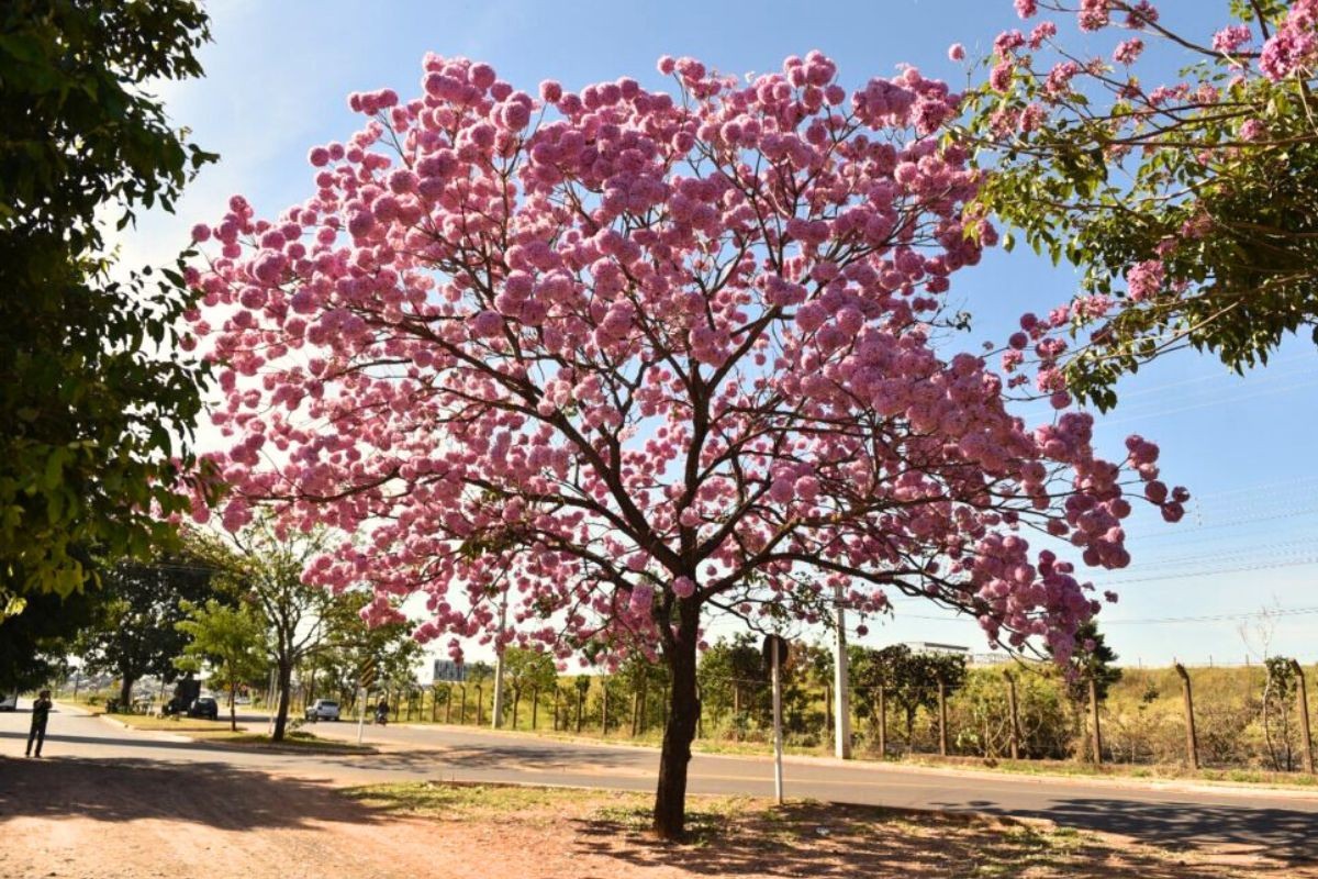 Veja quais árvores podem (ou não) ser plantadas em Campo Grande