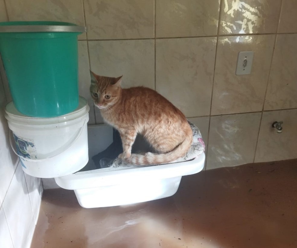 Gato estava dentro de casa inundada. — Foto: Arquivo pessoal