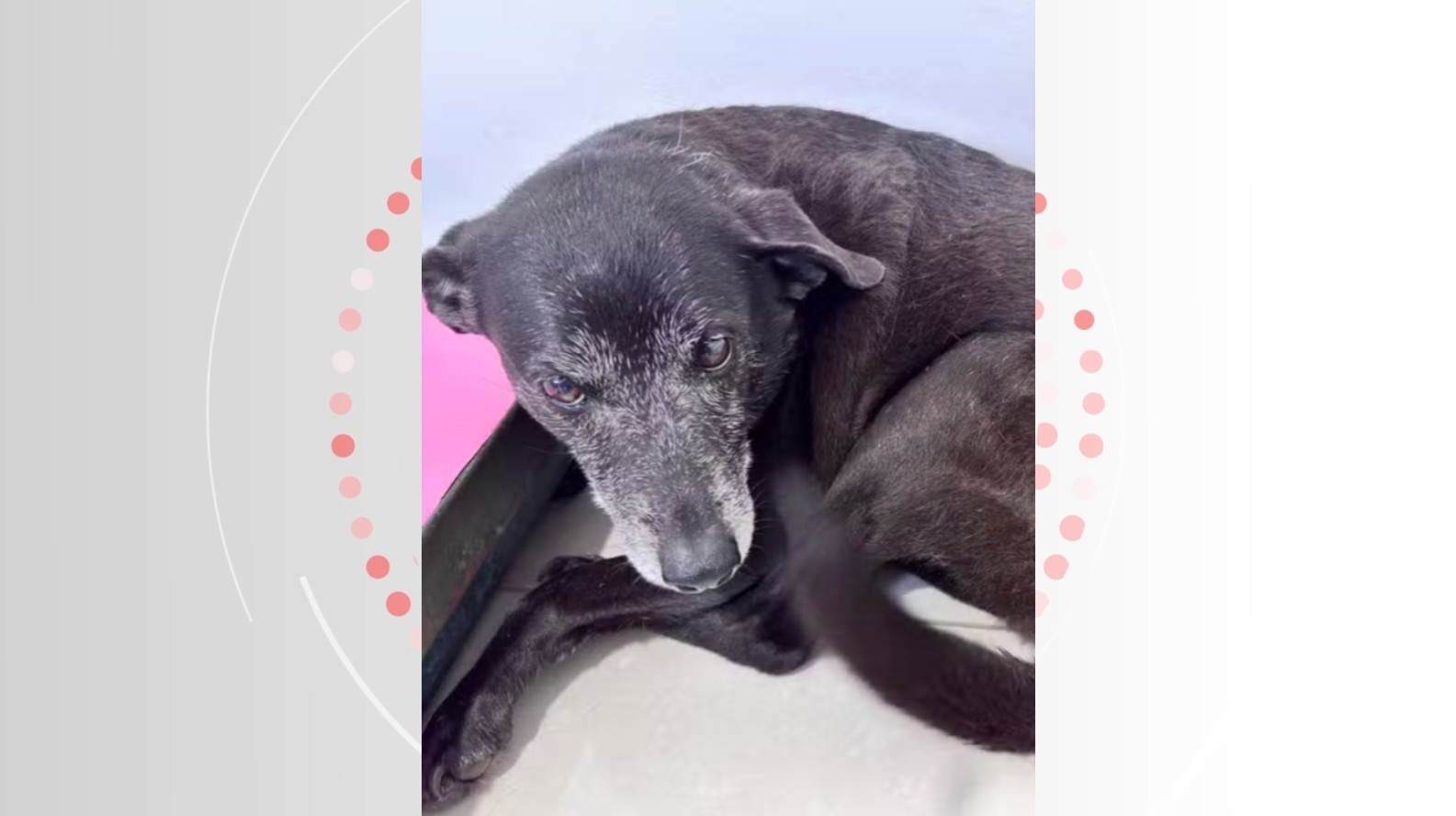 Cadela que vivia com Orelha morre um mês após morte do cão comunitário: 'Foi reencontrar seu melhor amigo'