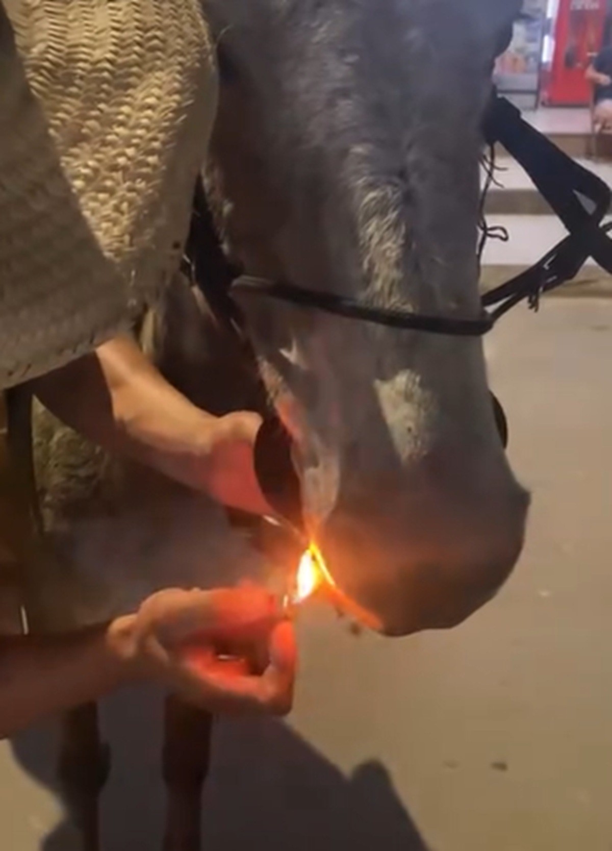 VÍDEO: Homem obriga mula a 'fumar' cigarro e grava maus-tratos em MG