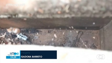 Filhotes de gatos são resgatados pelos bombeiros na região sul de Palmas; saiba mais