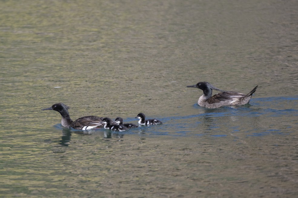 Família de patos-mergulhões fotografada no PARNA Chapada dos Veadeiros — Foto: Andre Dib / Acervo do Instituto Pato-mergulhão