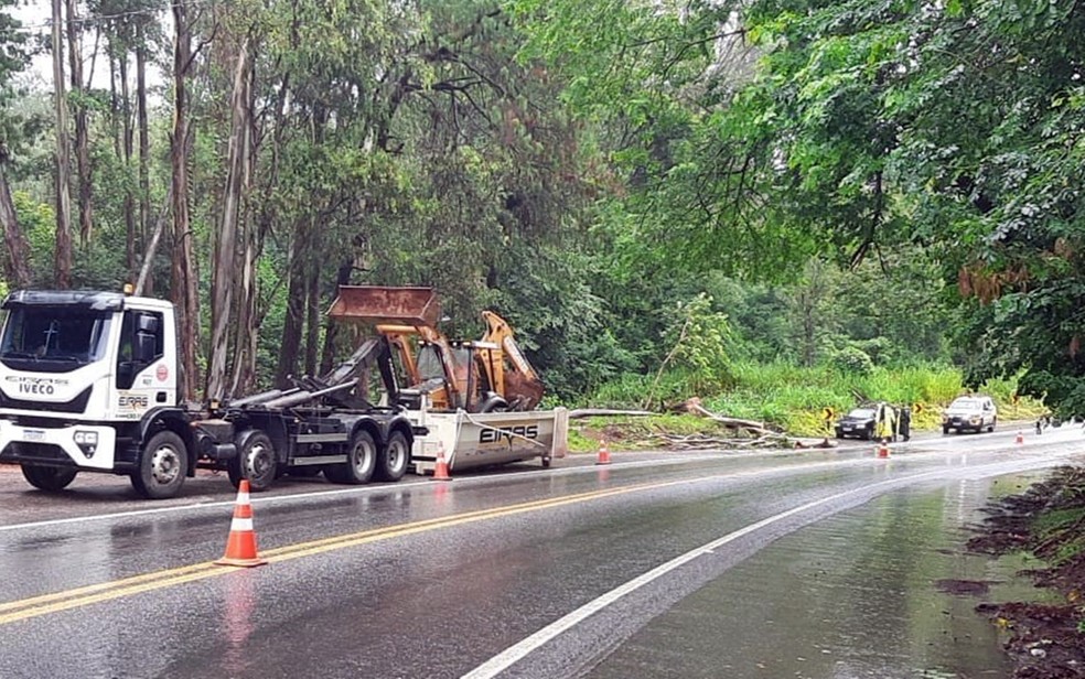 Árvore cai sobre a BR-459 durante a chuva próximo a Piranguinho; ninguém ficou ferido — Foto: Reprodução / EPR Sul de Minas