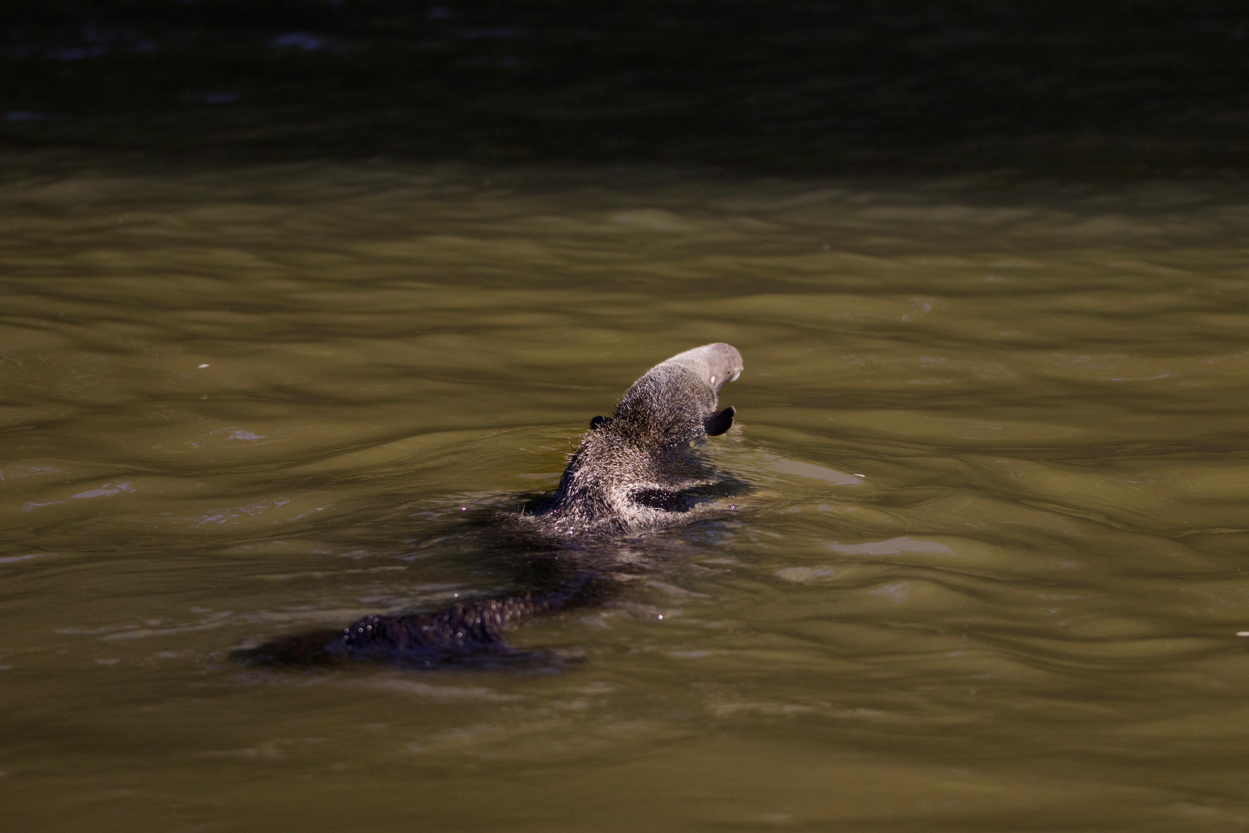 VÍDEO: biólogo faz registro raro de tamanduá atravessando rio no Pantanal de MT