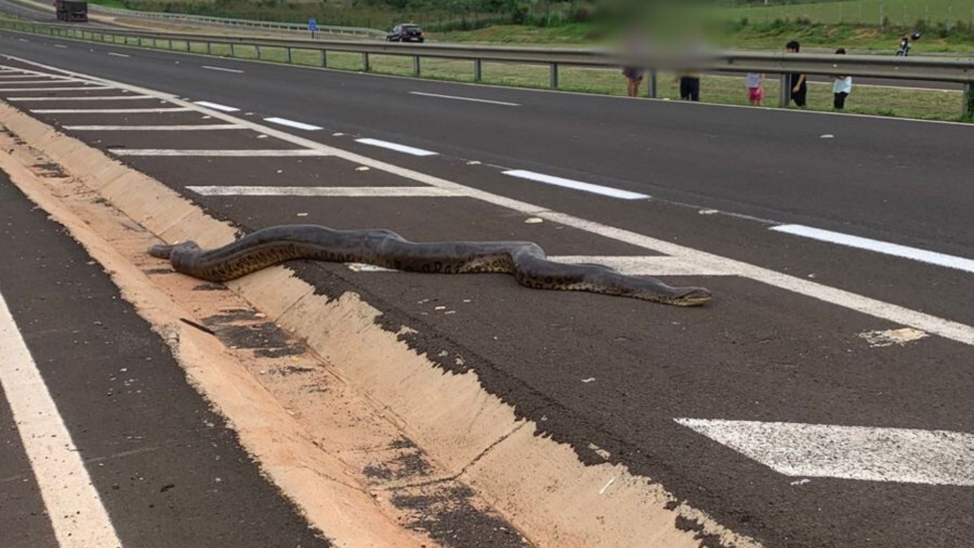 VÍDEO: sucuri com cerca de 5 metros é flagrada por moradores às margens de rodovia no interior de SP