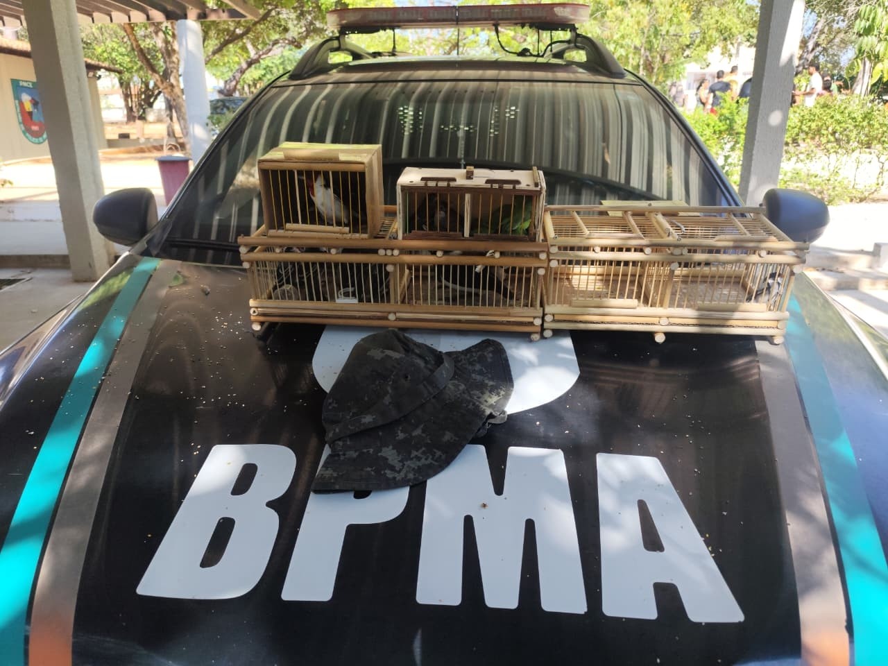 Polícia resgata 14 aves silvestres em operação realizada em feira de Juazeiro do Norte, no Ceará