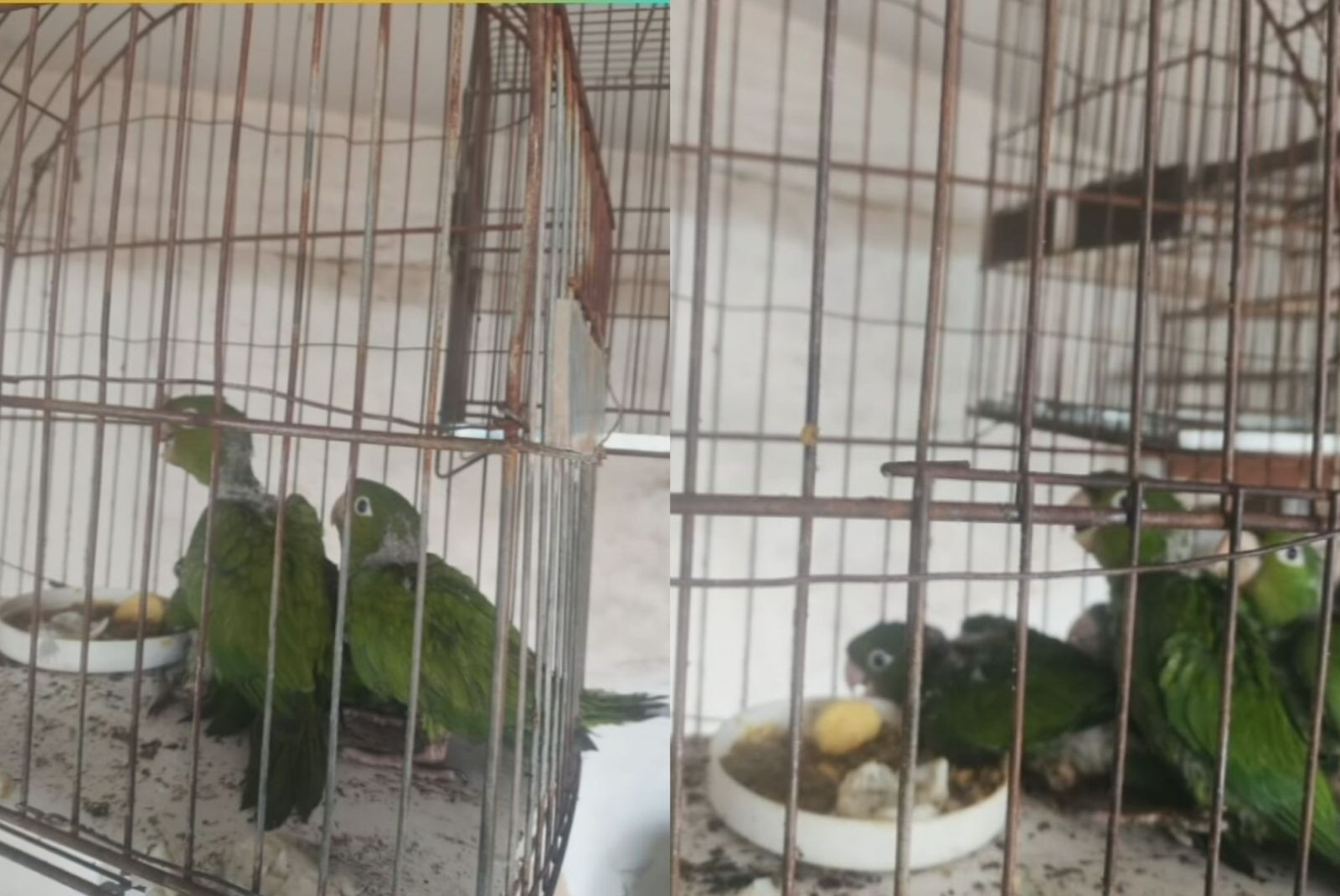 Moradora de Fernandópolis é multada em R$ 2 mil após mandar retirar ninho de maritacas do forro de imóvel