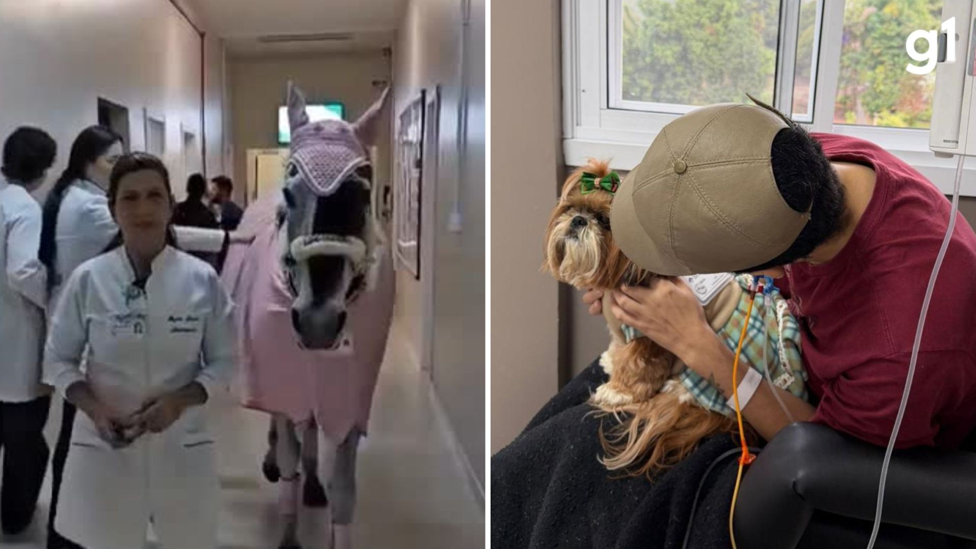Égua e cadela que 'trabalham' em hospital fazem sucesso com visitas a pacientes no RS: 'Afeto é a linguagem dos animais'