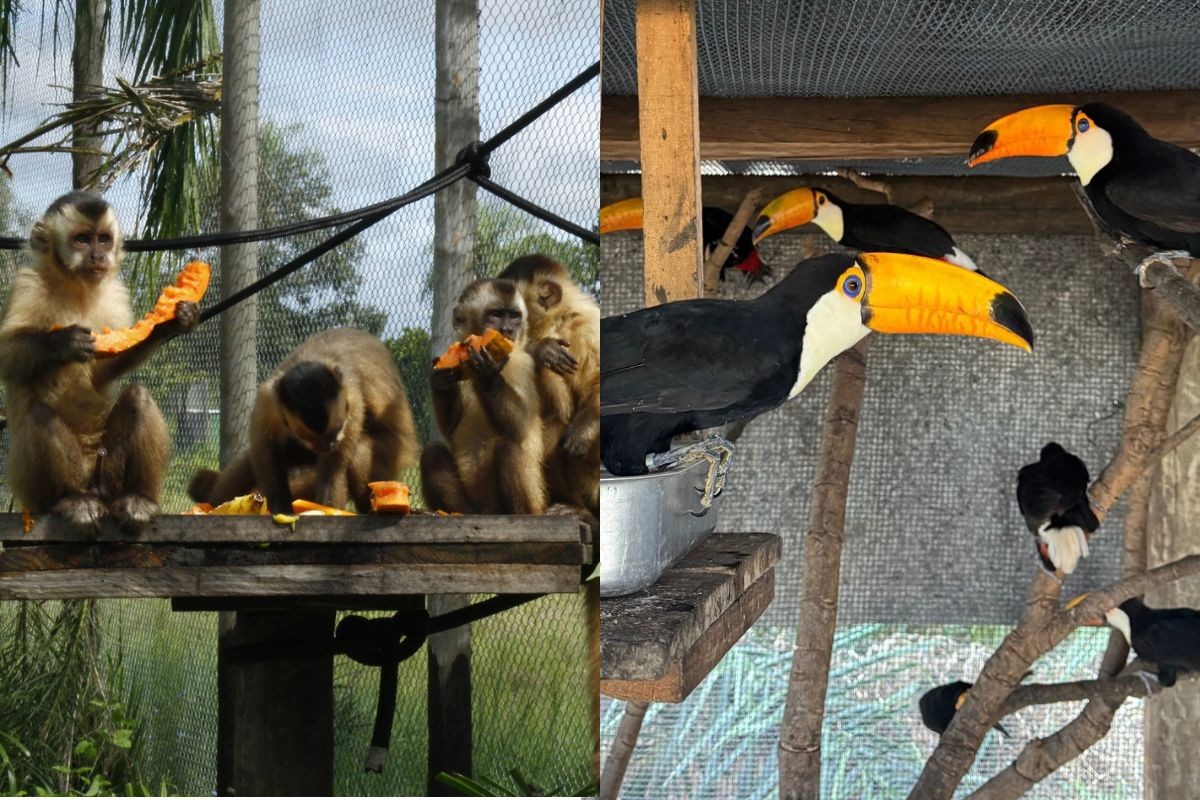 De volta para casa: macacos-prego, tucanos e pacas retornam ao Pantanal após reabilitação; veja vídeo