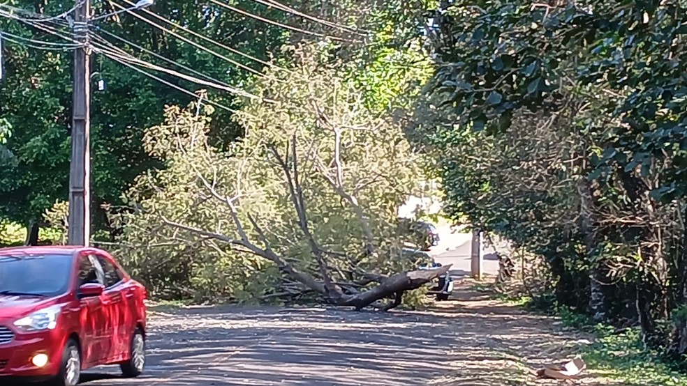 Rua Moisés Lupion, em Foz do Iguaçu, foi bloqueada por queda de parte de árvore — Foto: Defesa CIvil