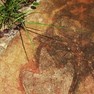 Pesquisa sugere que os dinossauros vagavam entre continentes por um corredor que estreito, antes de essas massas continentais se separarem, há 120 milhões de anos. 