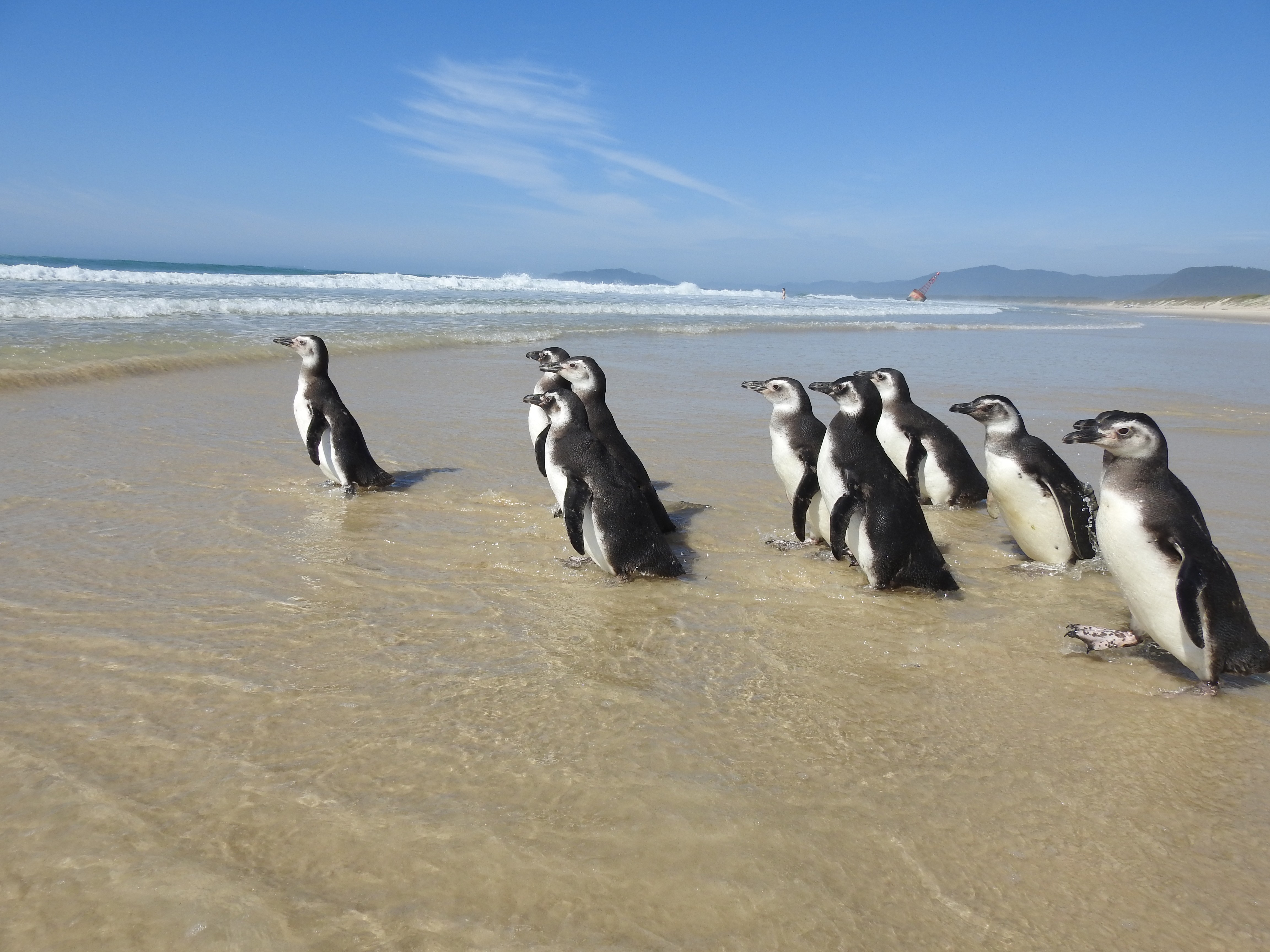 ‘Sorriam e acenem!’: 1ª soltura de pinguins reabilitados do ano tem corrida ao mar e 'closes' em SC; VÍDEO