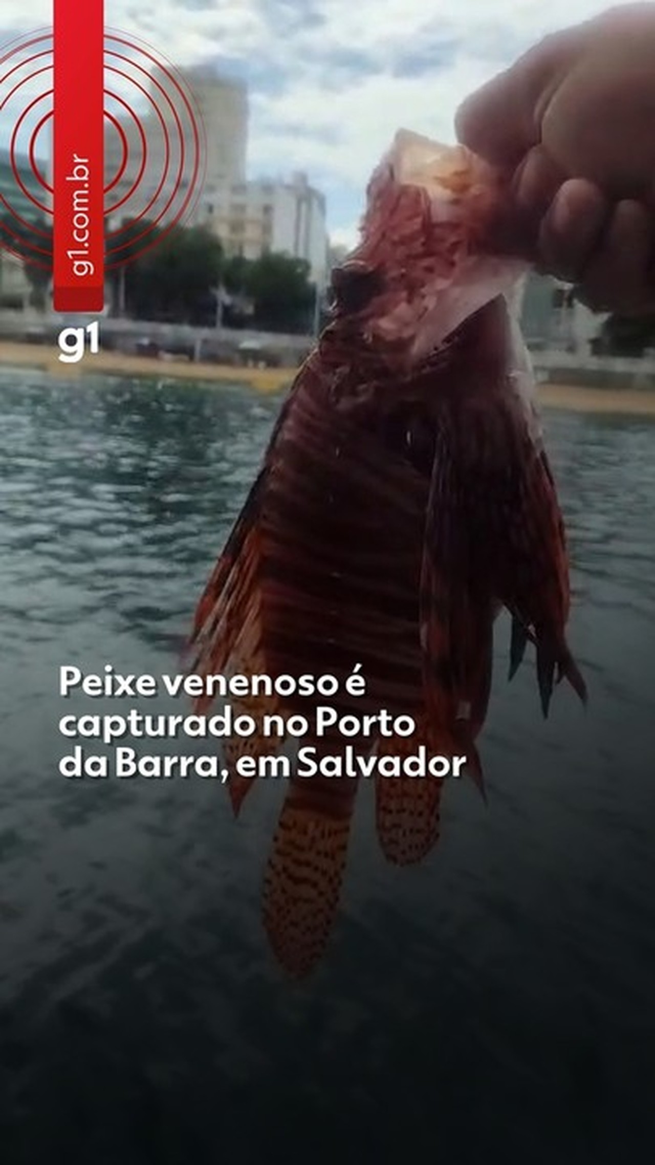 Peixe venenoso é capturado no Porto da Barra, em Salvador; espécie ameaça biodiversidade