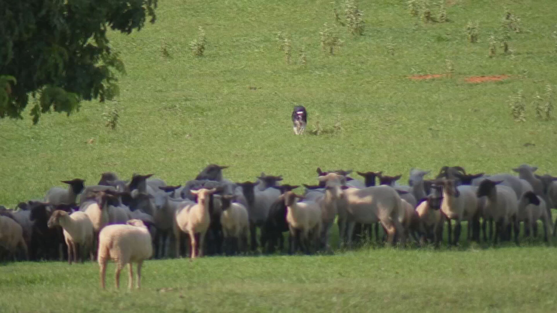 Cão de pastoreio ajuda produtores a administrar rebanhos no campo