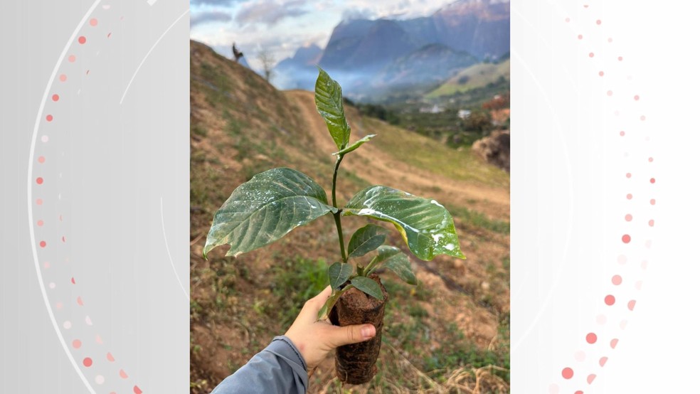 O casal Halana Valani Colodette, de 21 anos, e Jônatas Poleto Lúcio, de 26, têm uma propriedade de café conilon em Castelo, Espírito Santo. — Foto: Arquivo pessoal