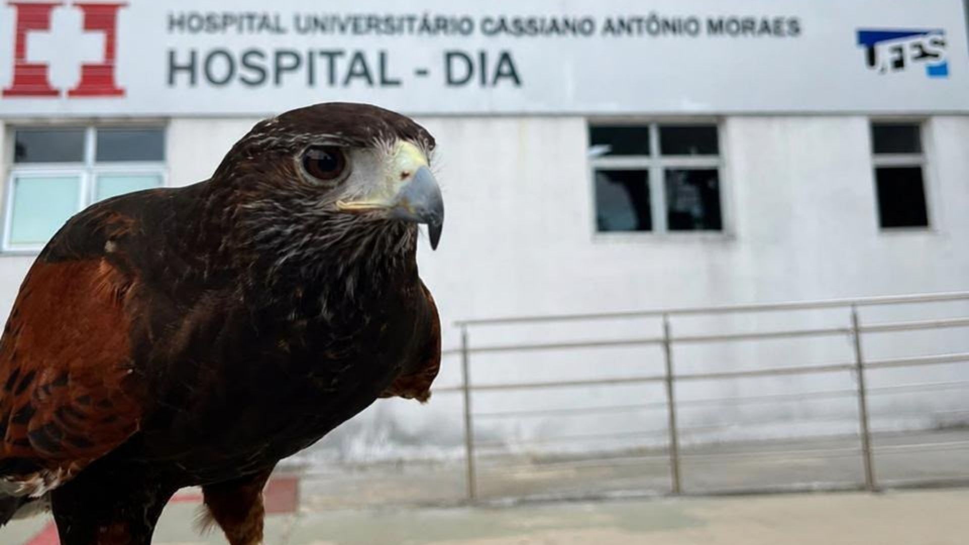 Gavião é usado para afastar pombos em hospital de Vitória; ave também 'trabalha' no aeroporto