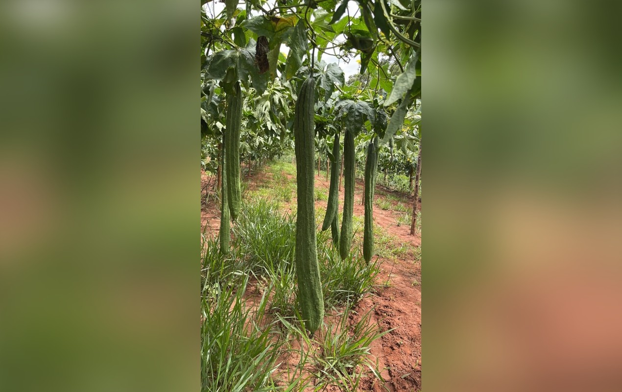 Dá para comer? Antes de virar esponja de banho, bucha vegetal pode ser consumida igual abobrinha; conheça plantação no interior de SP