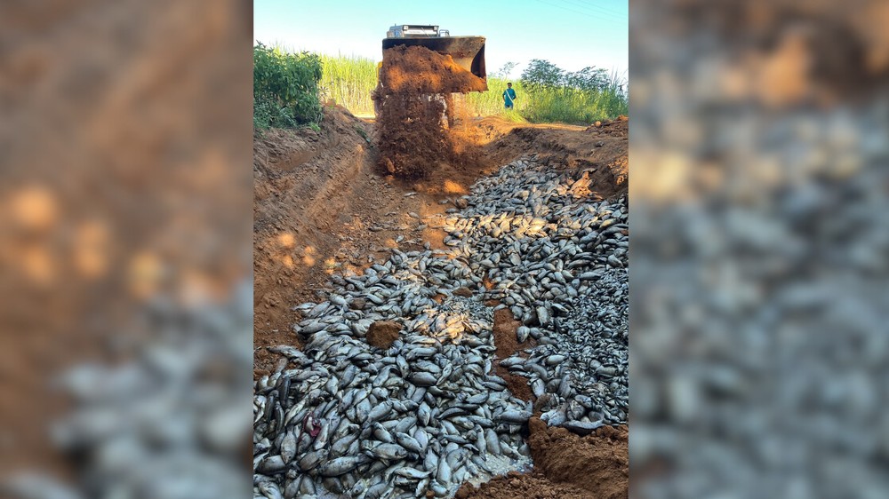 Mais de 30 toneladas de peixes mortos são retirados por piscicultores do Rio Tietê em Ubarana-SP