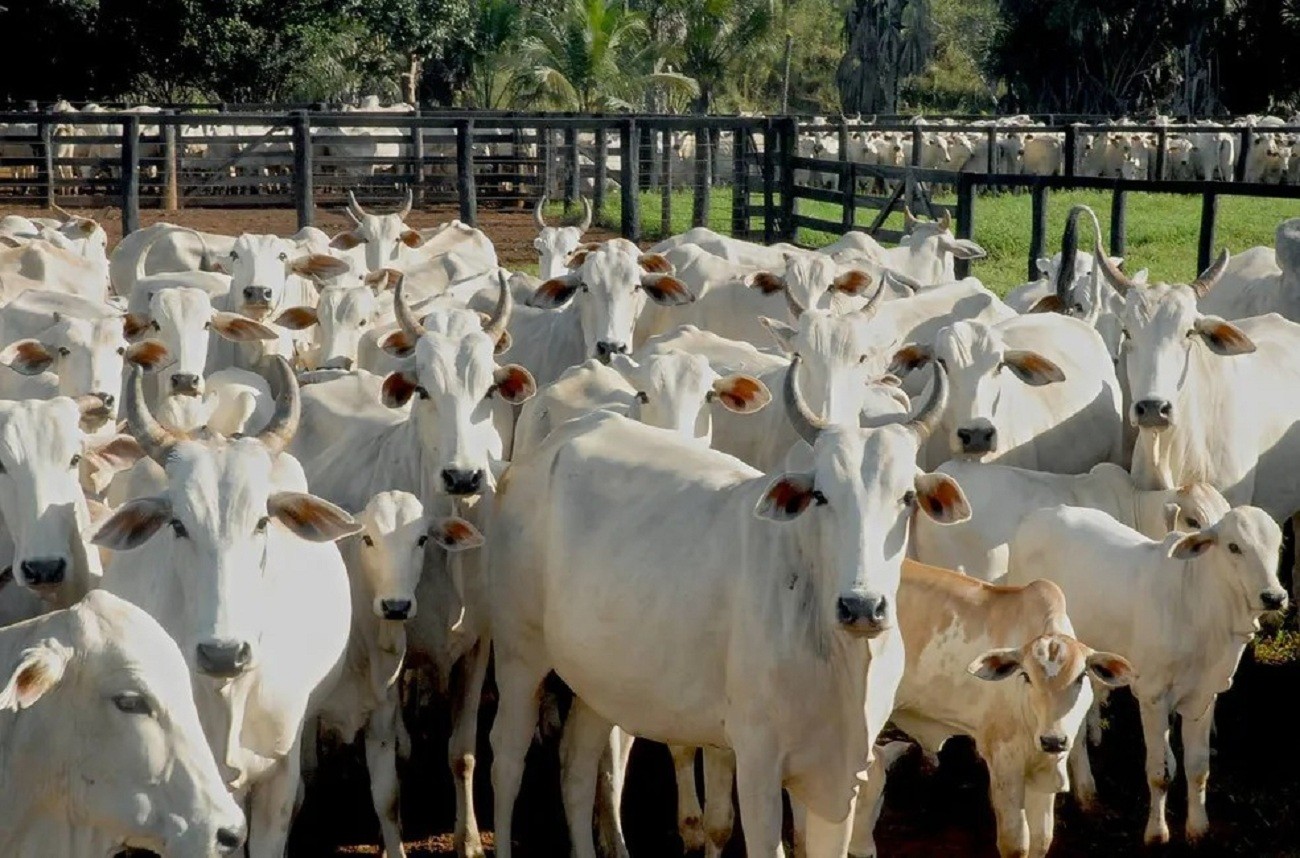 Polícia indicia 32 pessoas suspeitas de furtar gado para abater e vender carne no interior do Tocantins