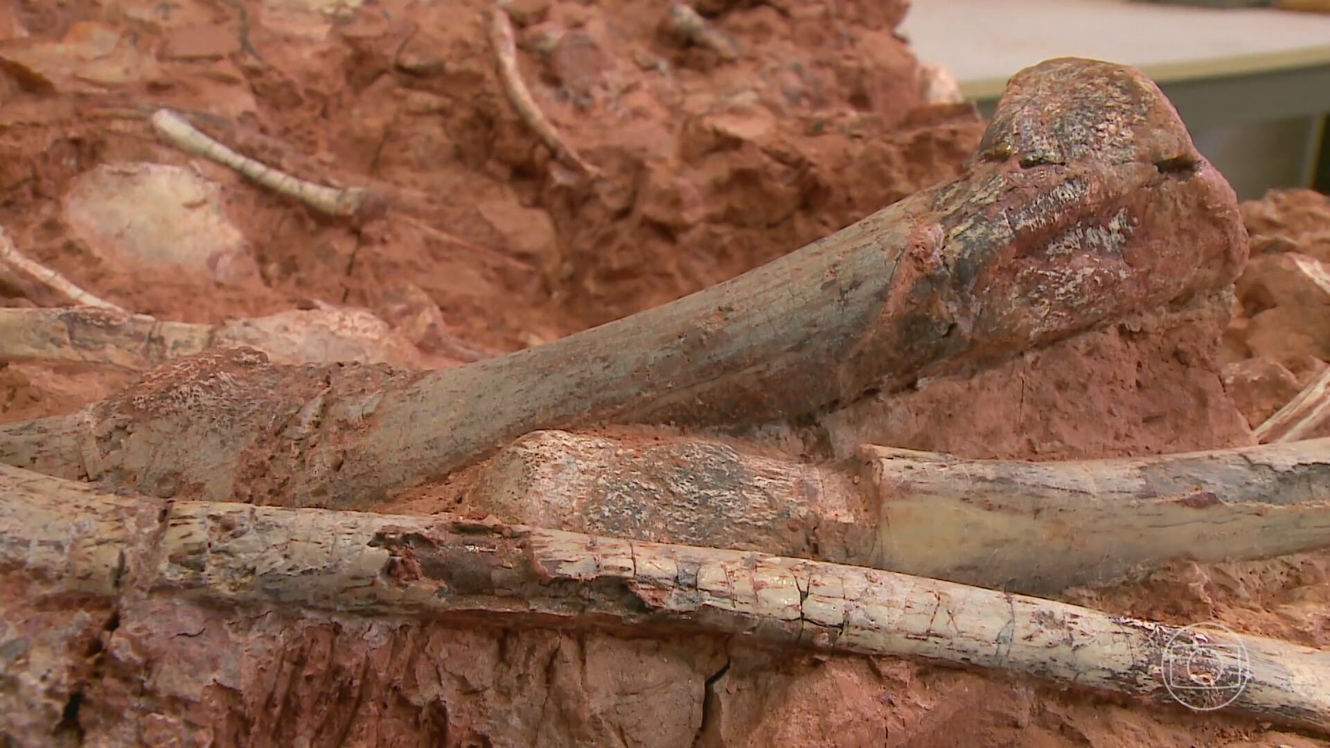 Chuva no RS revela fóssil quase completo de dinossauro de mais de 200 milhões de anos