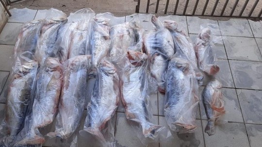 Operação apreende mais de 200 kg de pescado ilegal e suspeitos são multados em R$ 48,6 mil - Foto: (Sema - MT)