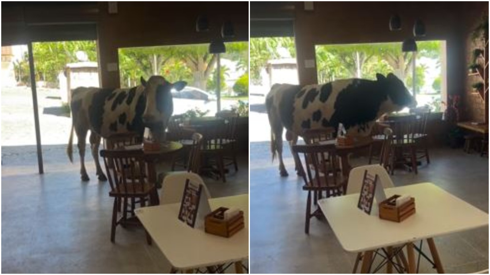 Touro invade loja de açaí e proprietária faz meme da situação: 'Eu gostaria de merendar'; vídeo