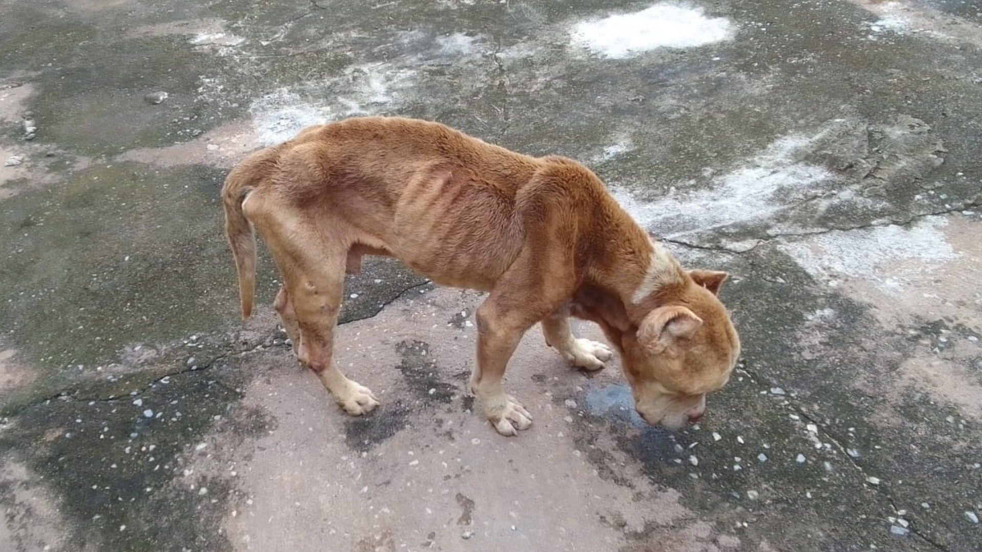 Cães da raça American Bully Terrier são encontrados extremamente magros e tutor é preso em Formiga