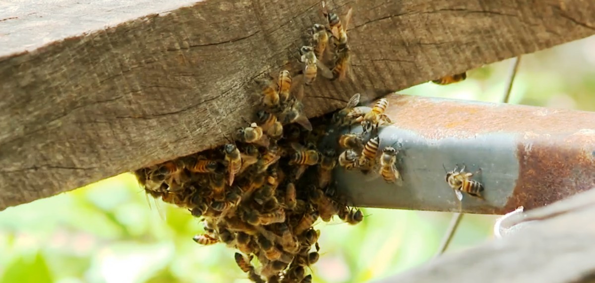 Enxame de abelhas deixa pessoas feridas e mata cavalo em Rio Pardo