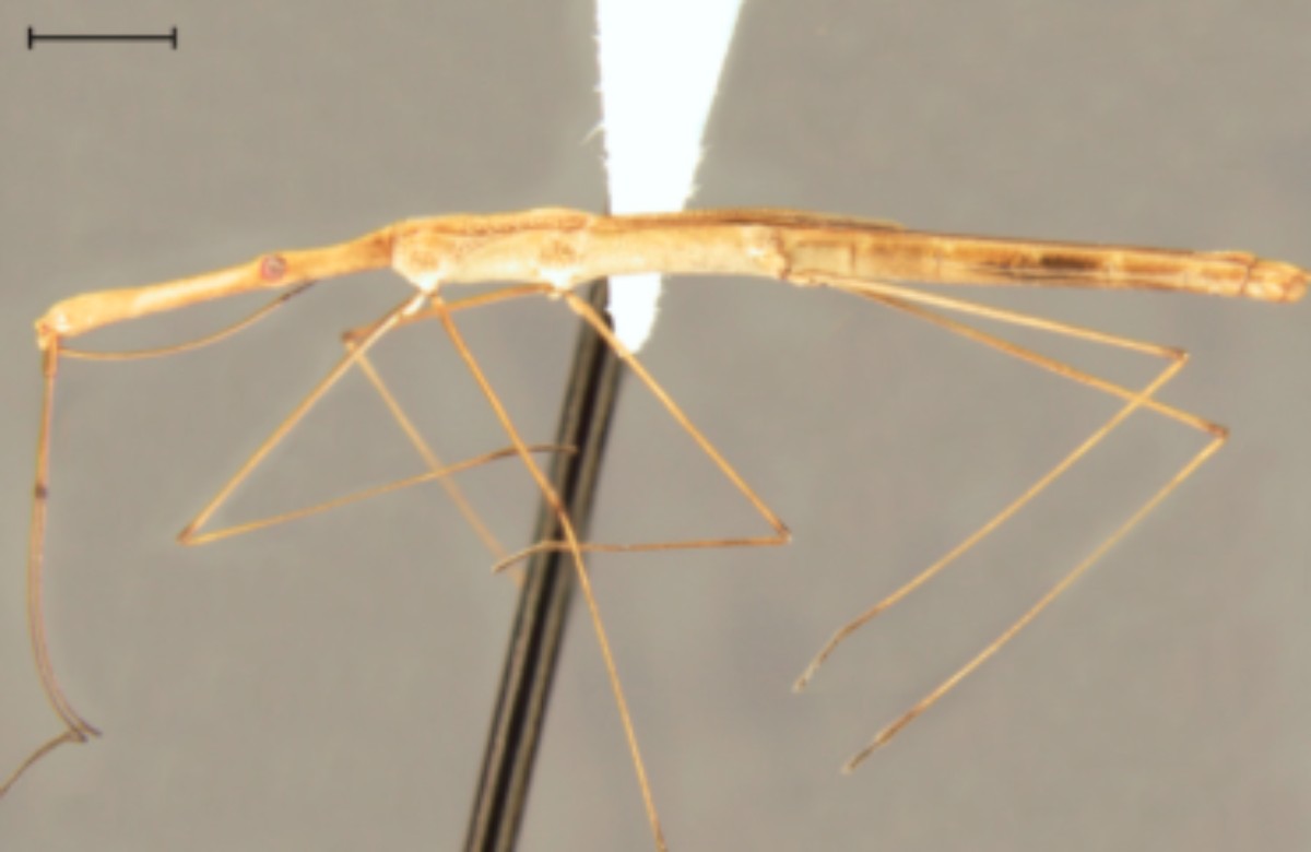 Nova espécie de inseto que anda sobre a água é descoberta no Paraná