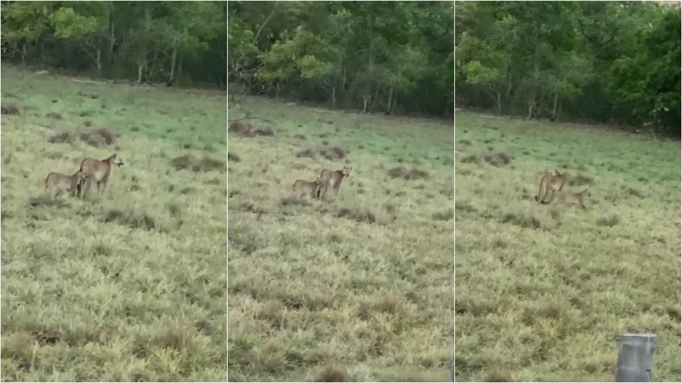 Onça-parda foi vista com filhote no Pantanal — Foto: Lucas Alves
