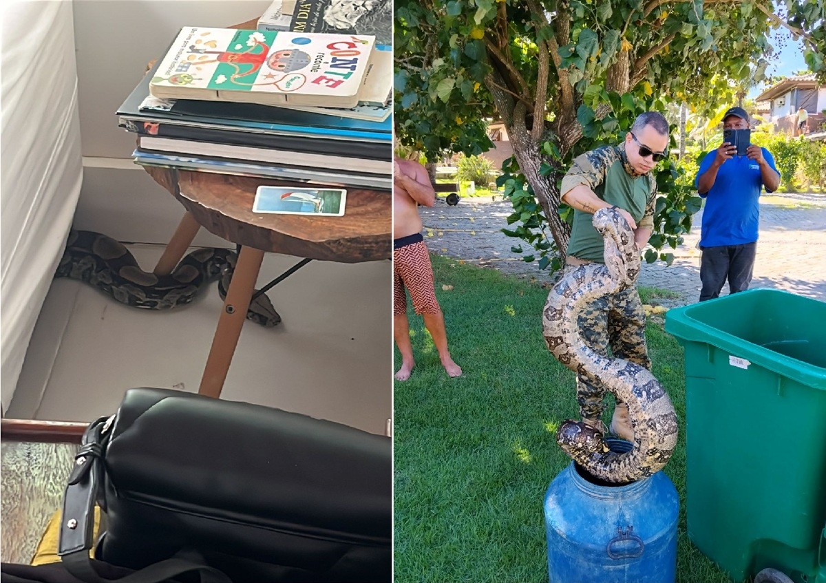 Jiboia de 10kg é encontrada debaixo de sofá em casa de Búzios 