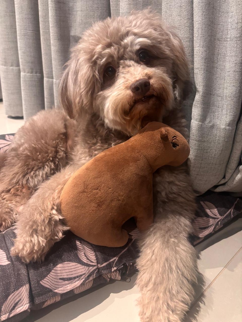 Luna com ursinho de pelúcia de capivara — Foto: Flávia Scanavachi, tutora da poodle
