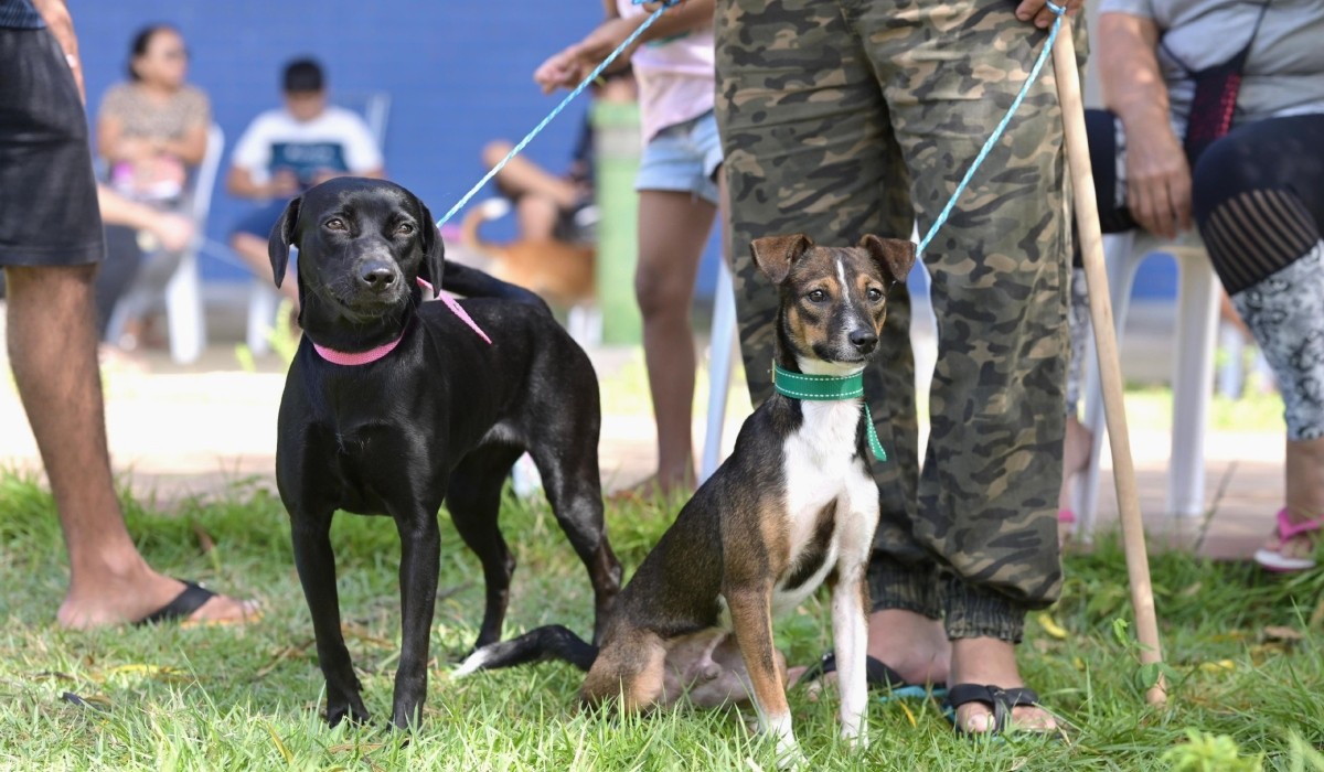 Meu Pet Amazonas: aplicativo é lançado para agendar castração e denunciar maus-tratos 