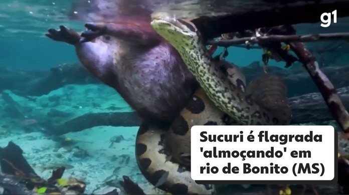 Cafofo' das sucuris: jovem descobre toca de serpente gigante em MS; veja  vídeo, Mato Grosso do Sul