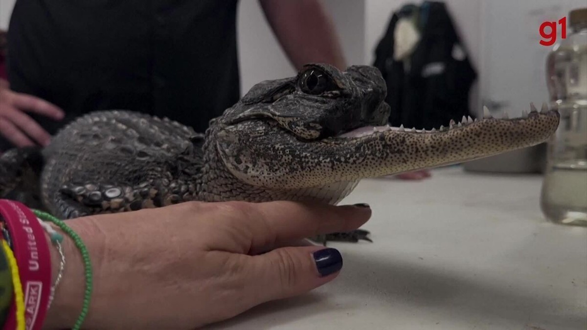 'Jawlene': crocodilo-fêmea sem maxilar superior é resgatada na Flórida