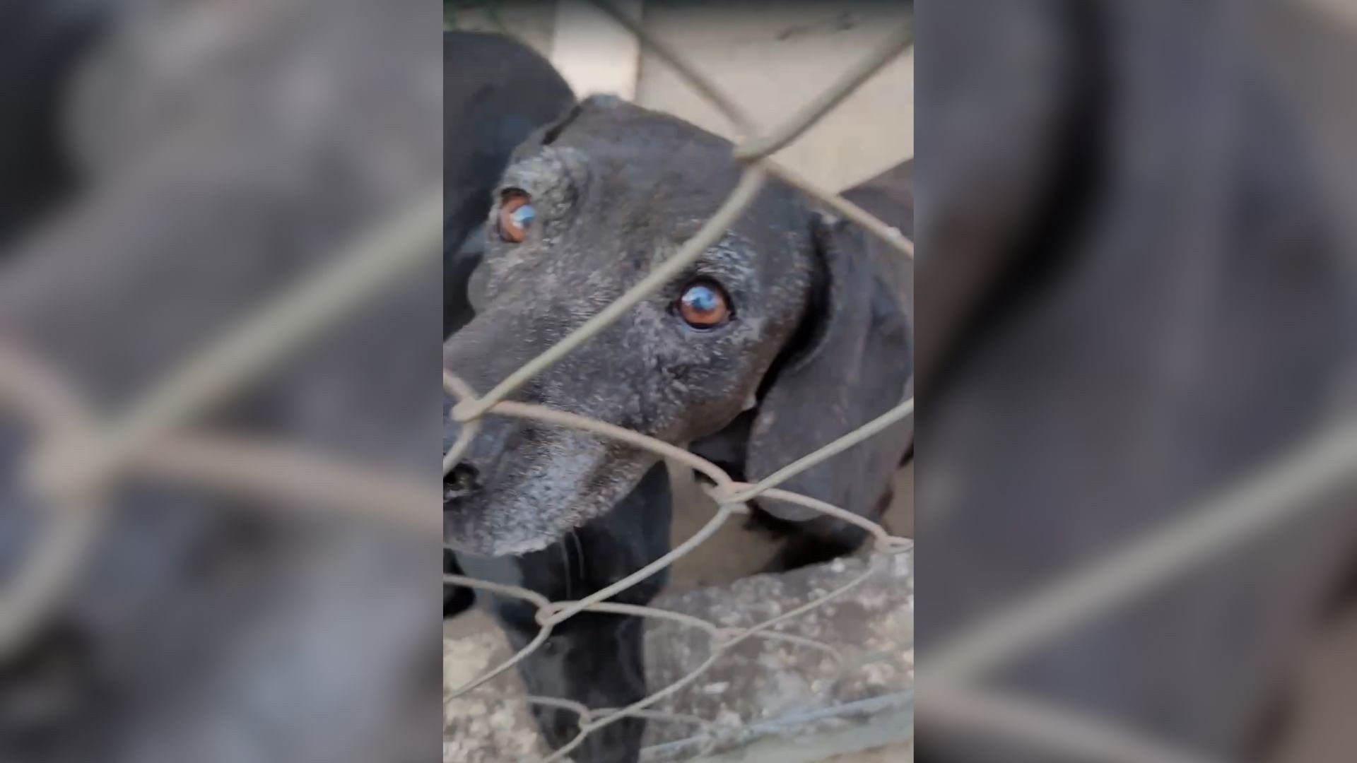 Morre cão atropelado por motorista que fugiu sem prestar socorro após ficar 6 dias internado no interior de SP