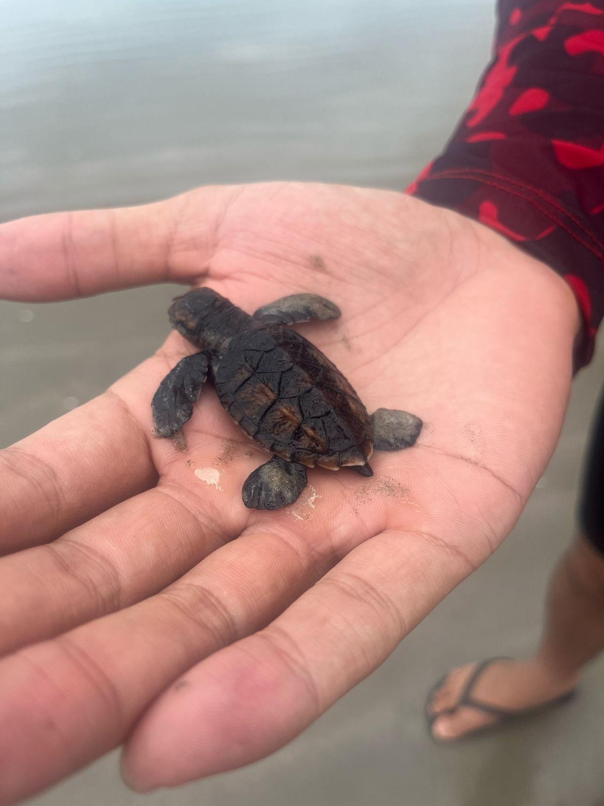 Filhote e ovos de tartarugas marinhas são resgatados no litoral do Piauí