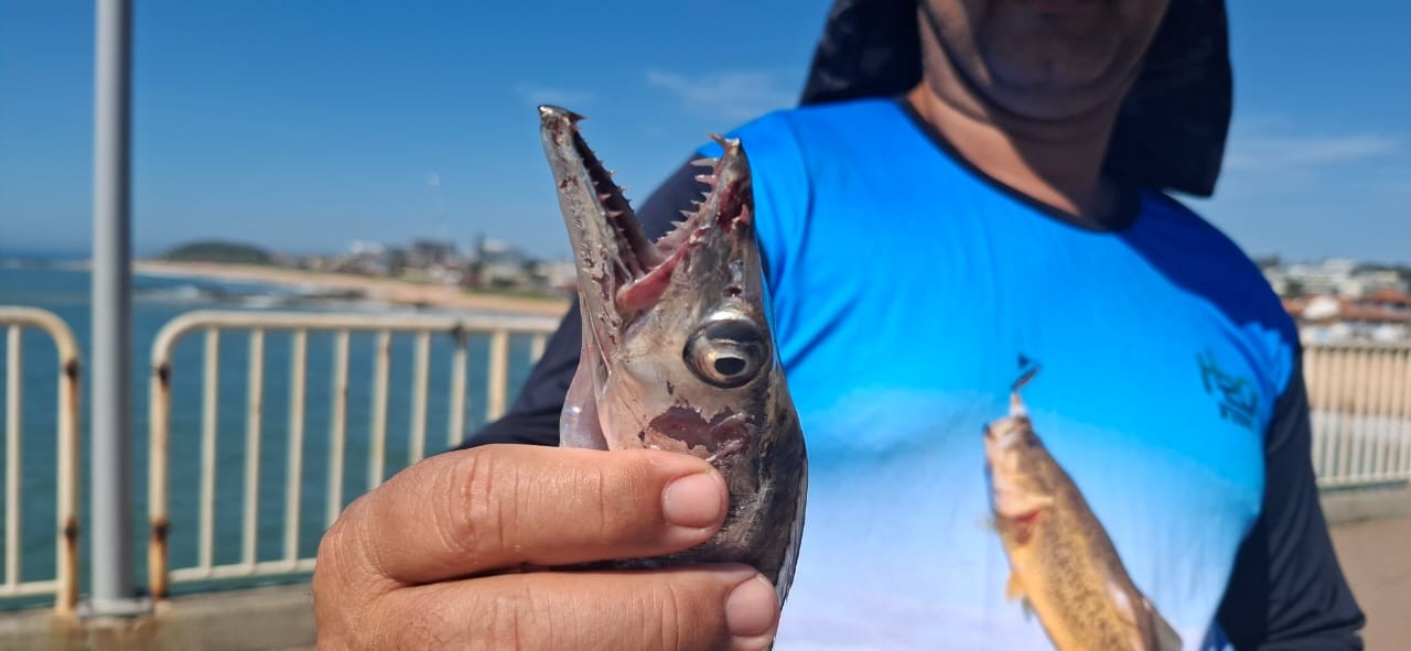 Peixes-espada podem ter confundido banhistas com alimento em ataque em Rio das Ostras, diz biólogo