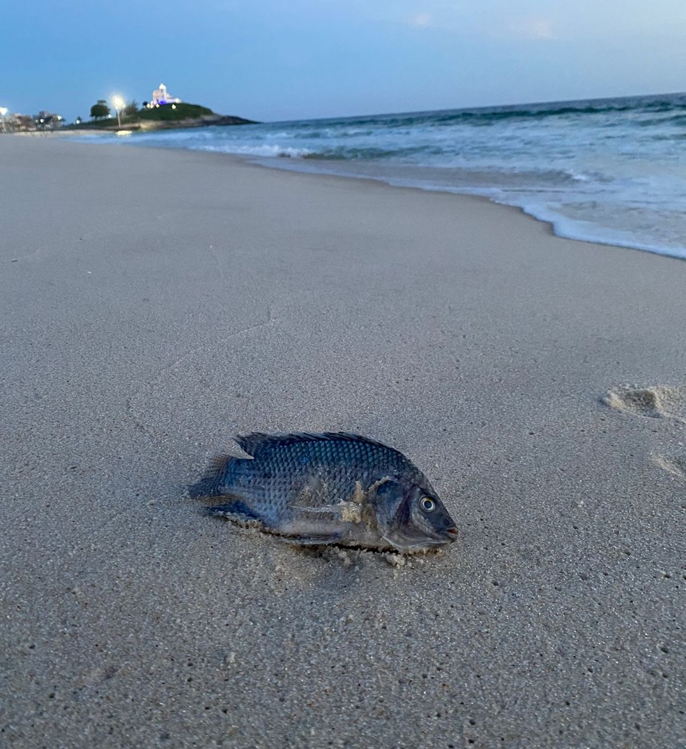 Tilápia registrada na Praia da Vila, em Saquarema, no Rio de Janeiro — Foto: Franco et al/Figshare
