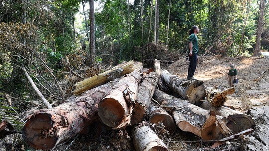 Estudo mostra campeões de desmatamento cada vez menos desenvolvidos na Amazônia