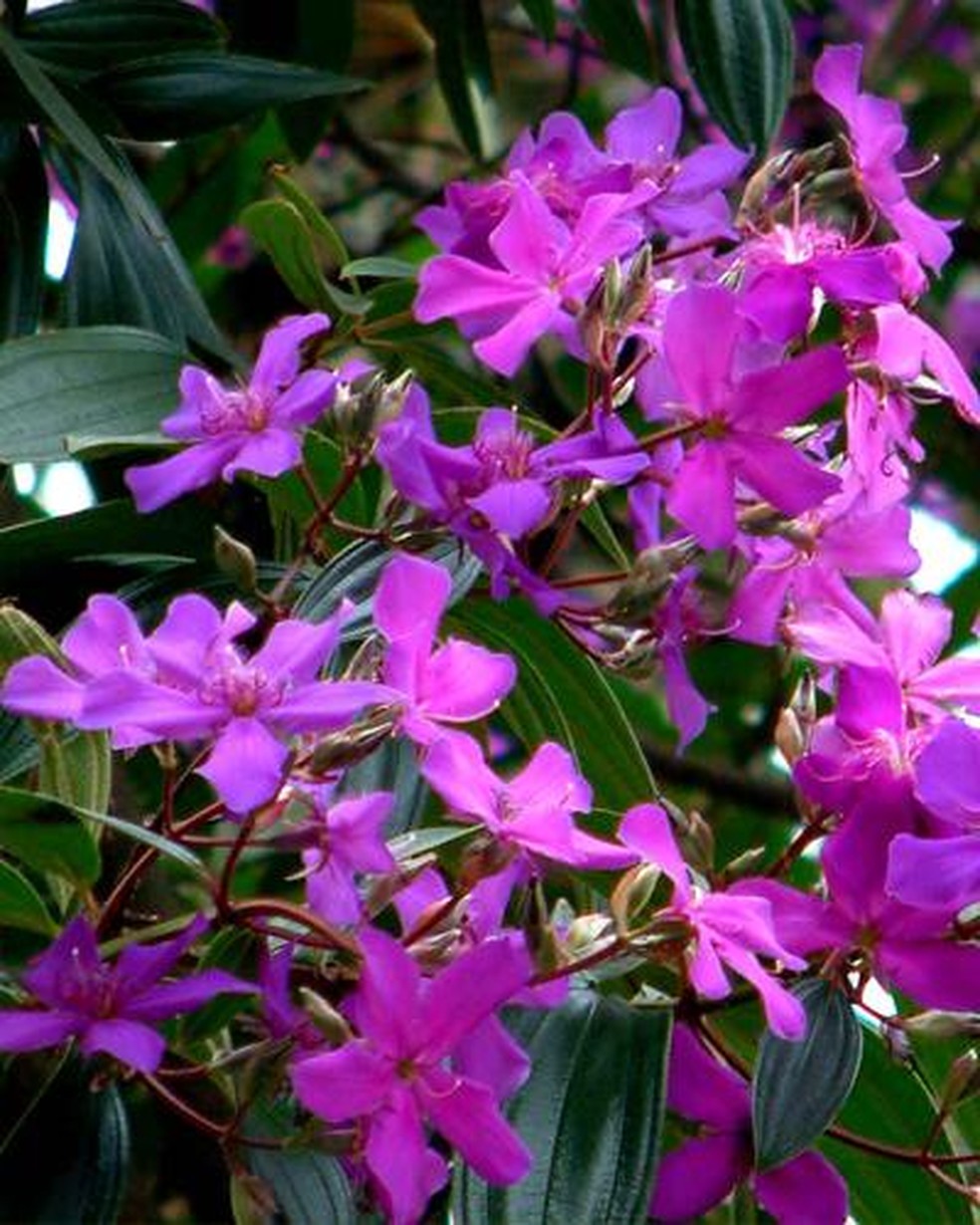 Flores de uma quaresmeira roxa — Foto: Reprodução/Instituto Brasileiro de Florestas