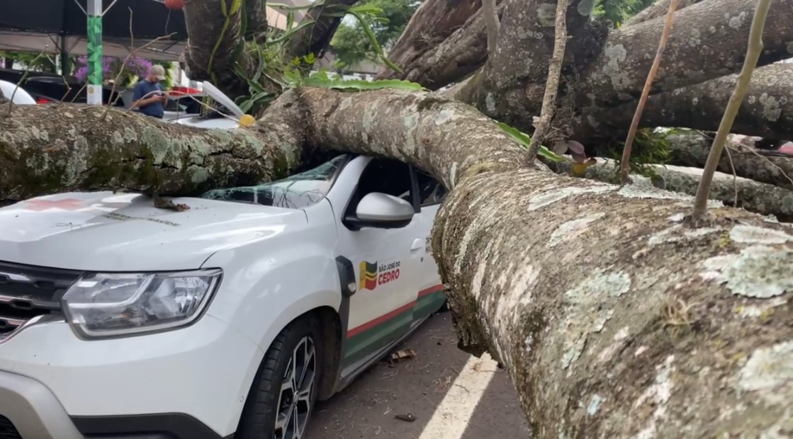 Árvore de grande porte cai sobre carro no PR e motorista sai ileso por estar com assento reclinado para tirar cochilo: 'acordei com estouro' 