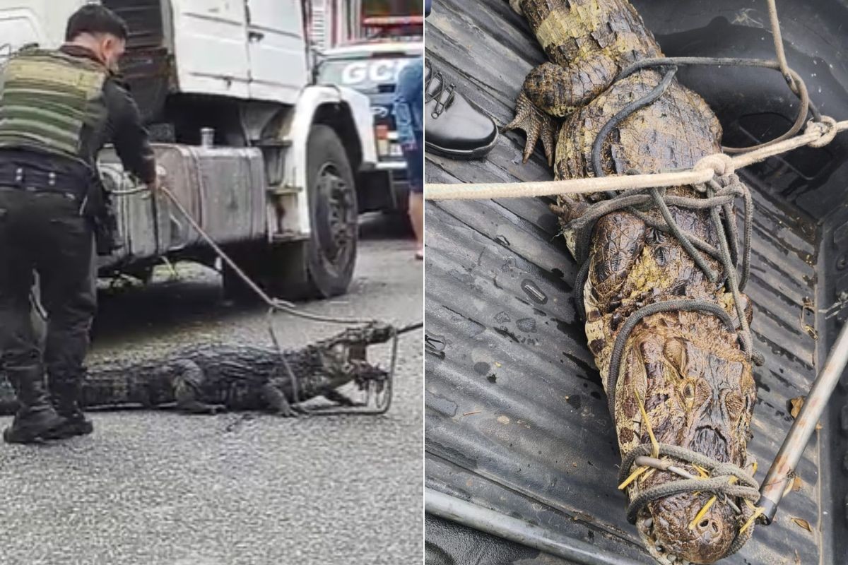 Jacaré com mais de dois metros surge em canal no litoral de SP e é contido após 2h; VÍDEO